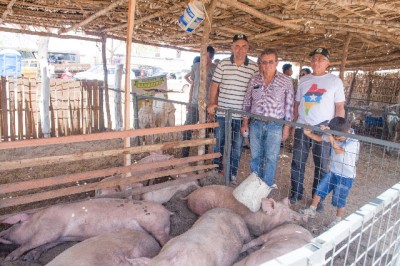 Raimundo Coelho visita estande de animais, (suínos), com o presidente do Sindicato dos Produtores Rurais e representante do Governo Estadual.