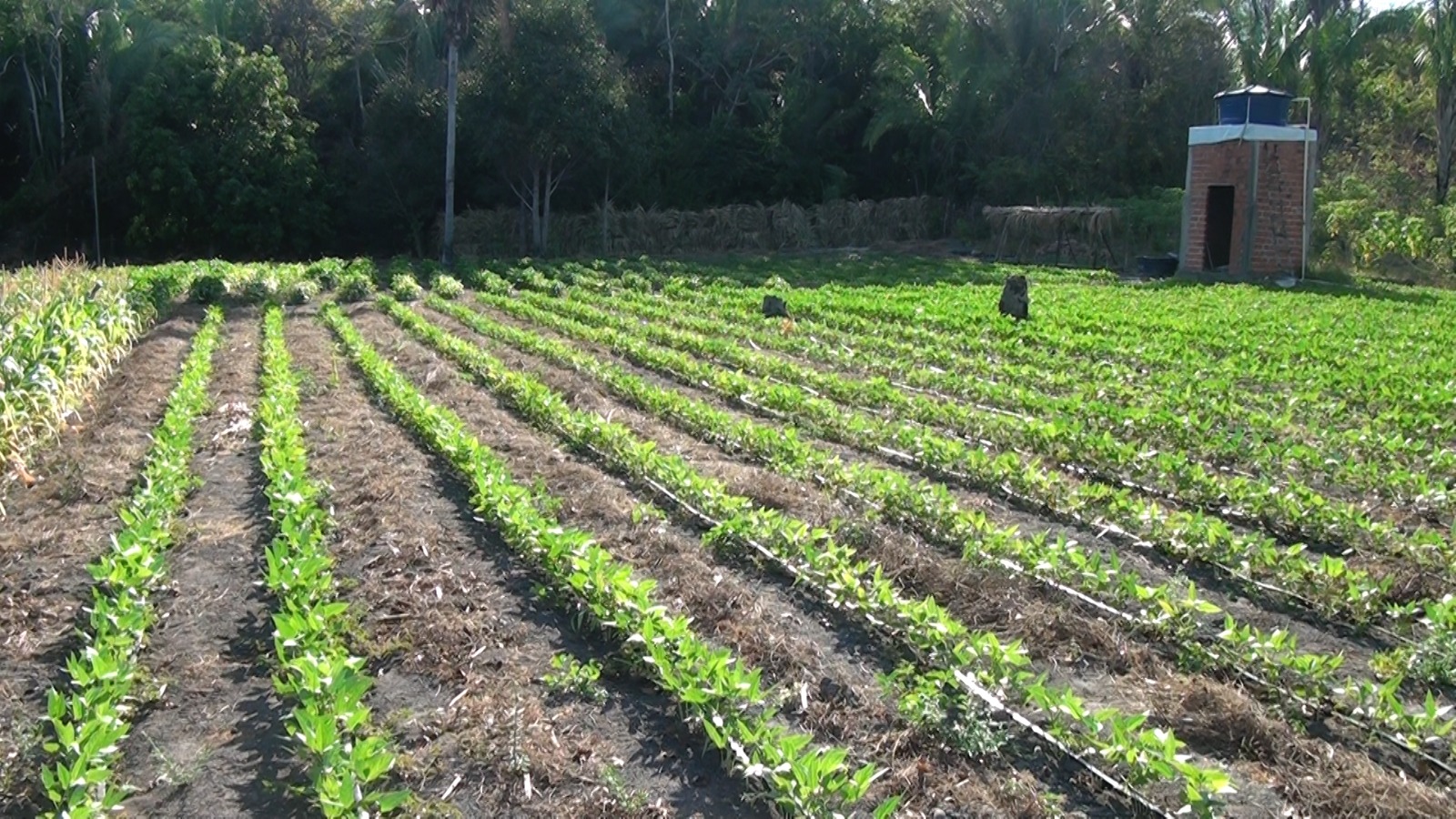 Conhecimento, tecnologia e planejamento transformam a produção rural em Chapadinha